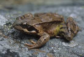 Attēlu rezultāti vaicājumam “Rana temporaria adult”