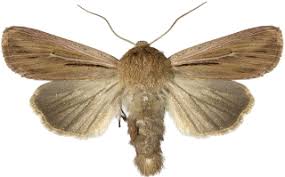 Attēlu rezultāti vaicājumam “Leucania comma”