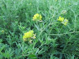 Attēlu rezultāti vaicājumam “Medicago sativa subsp. falcata”