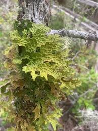 Attēlu rezultāti vaicājumam “Lobaria pulmonaria”