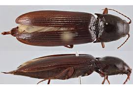 Attēlu rezultāti vaicājumam “Elateridae”