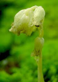 Attēlu rezultāti vaicājumam “Monotropa hypopitys”