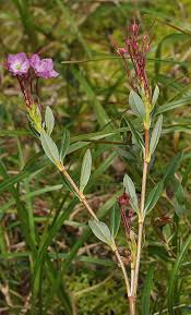 Attēlu rezultāti vaicājumam “Veronica serpyllifolia flower”
