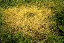 Attēlu rezultāti vaicājumam “Cuscuta europaea fruit”