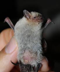 Attēlu rezultāti vaicājumam “Pipistrellus pygmaeus”