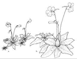 Attēlu rezultāti vaicājumam “Pinguicula alpina flower”