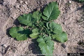 Attēlu rezultāti vaicājumam “Sinapis arvensis leaf”