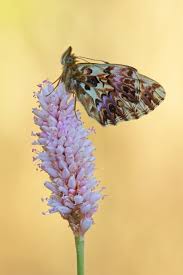 Attēlu rezultāti vaicājumam “Boloria titania underside”