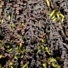 Attēlu rezultāti vaicājumam “Frullania fragilifolia”