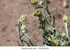 Attēlu rezultāti vaicājumam “Helichrysum arenarium bud”