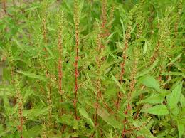 Attēlu rezultāti vaicājumam “Rumex maritimus leaf”
