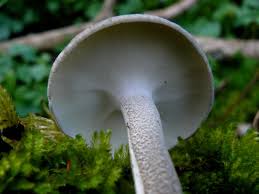 Attēlu rezultāti vaicājumam “Polyporus ciliatus”
