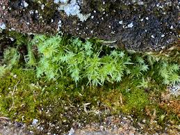 Attēlu rezultāti vaicājumam “Pohlia cruda”