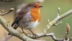 Robin pronunciation