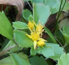 Attēlu rezultāti vaicājumam “Sedum aizoon”