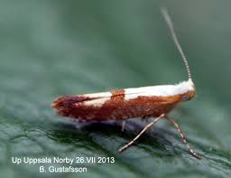 Attēlu rezultāti vaicājumam “Argyresthia semifusca”