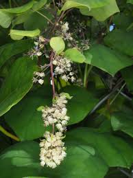 Attēlu rezultāti vaicājumam “Menispermum dauricum leaf”