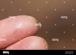 Attēlu rezultāti vaicājumam “Metylophorus nebulosus”