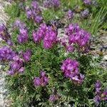 Attēlu rezultāti vaicājumam “Astragalus danicus leaf”