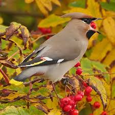 Attēlu rezultāti vaicājumam “Bombycilla garrulus adult”