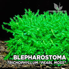 Attēlu rezultāti vaicājumam “Blepharostoma trichophyllum”