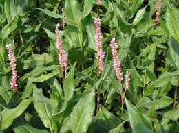 Attēlu rezultāti vaicājumam “Polygonum amphibium flower”