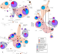 Attēlu rezultāti vaicājumam “Drepanocladus lycopodioides”