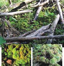 Attēlu rezultāti vaicājumam “Sphagnum wulfianum”