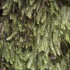 Attēlu rezultāti vaicājumam “Pseudotaxiphyllum elegans”