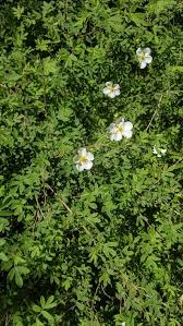 Attēlu rezultāti vaicājumam “Pentaphylloides fruticosa leaf”