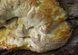 Attēlu rezultāti vaicājumam “Skeletocutis odora”