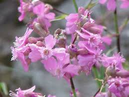 Attēlu rezultāti vaicājumam “Silene viscaria bud”