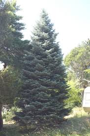 Attēlu rezultāti vaicājumam “Abies concolor”