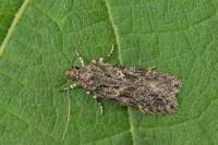 Attēlu rezultāti vaicājumam “Gelechia jakovlevi”