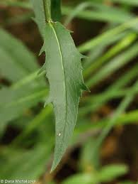 Attēlu rezultāti vaicājumam “Hieracium laevigatum”