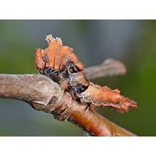 Attēlu rezultāti vaicājumam “Limenitis populi underside”