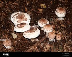 Attēlu rezultāti vaicājumam “Macrolepiota rhacodes”