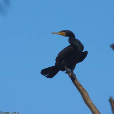 Attēlu rezultāti vaicājumam “Phalacrocorax carbo”