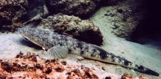 Image result for Platycephalus richardsoni