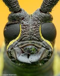 Attēlu rezultāti vaicājumam “Melanotus sp.”