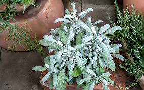 Image result for Salbei