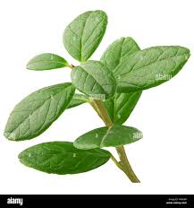 Attēlu rezultāti vaicājumam “Vaccinium vitis-idaea leaf”