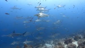 Image result for Surrey Aquanauts B S A C 0689