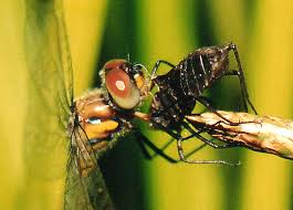 Attēlu rezultāti vaicājumam “Cordulidae”