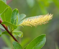 Attēlu rezultāti vaicājumam “Salix triandra male flower”