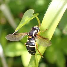 Attēlu rezultāti vaicājumam “Xanthogramma sp.”