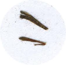 Attēlu rezultāti vaicājumam “Platyptilia sp.”