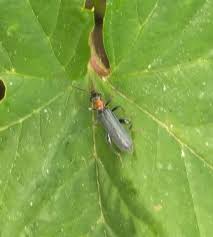 Attēlu rezultāti vaicājumam “Oedemera croceicollis”