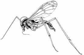 Attēlu rezultāti vaicājumam “Ptychoptera sp. female”