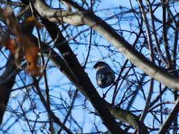 Attēlu rezultāti vaicājumam “Pyrrhula pyrrhula female”